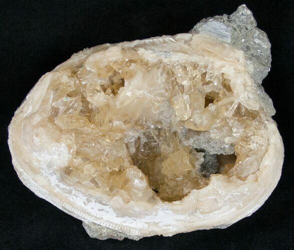 Clam Fossil with Golden Calcite Crystals - #14721